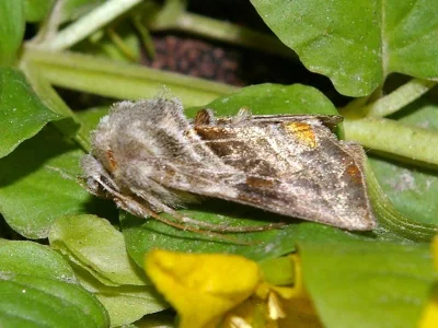 Euchalcia (Euchalcia) modestoides