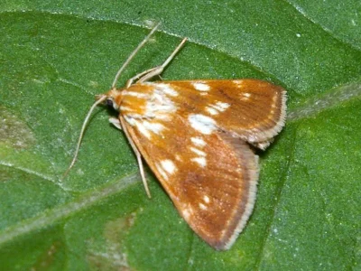 Cynaeda pustulalis