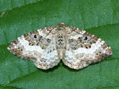 Epirrhoe rivata