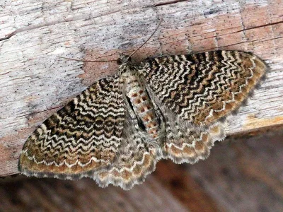 Hydria undulata