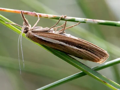 Agriphila tristella