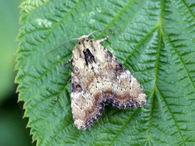 Apamea (Apamea) scolopacina