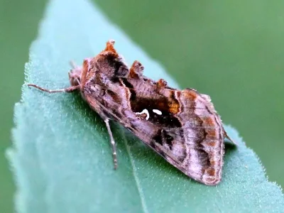 Autographa pulchrina