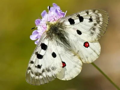 Parnassius (Parnassius) apollo
