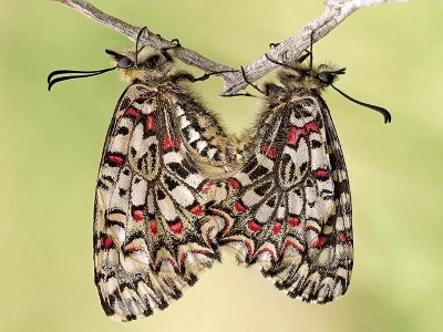 Zerynthia (Zerynthia) rumina