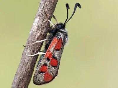 Zygaena (Zygaena) rhadamanthus