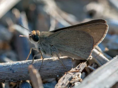 Gegenes nostrodamus