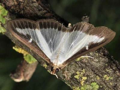 Cydalima perspectalis