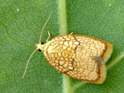 Acleris forsskaleana