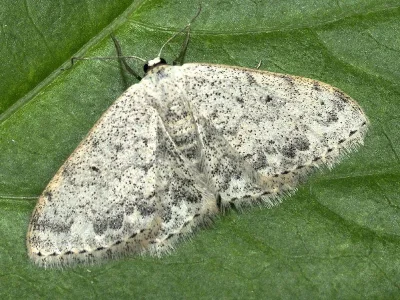 Scopula (Ustocidalia) marginepunctata