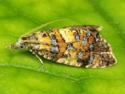 Pseudargyrotoza conwagana