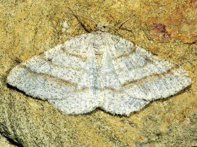 Isturgia sparsaria
