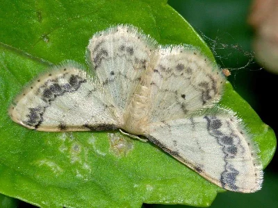 Idaea trigeminata