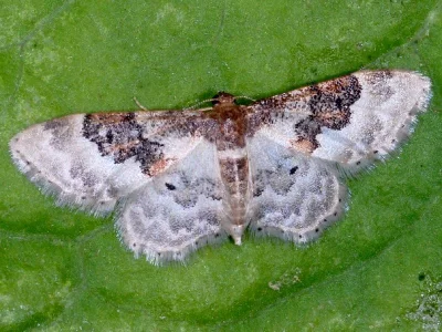 Idaea rusticata