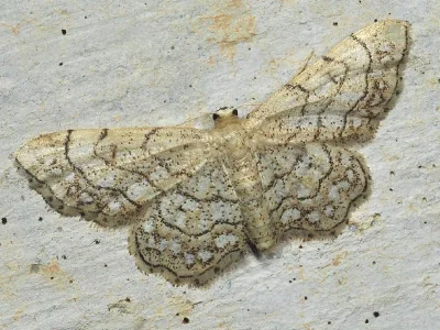 Idaea moniliata