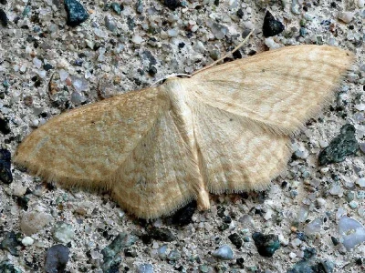 Idaea consanguinaria