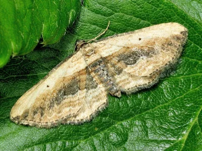 Horisme vitalbata