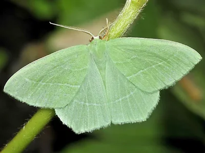 Hemistola chrysoprasaria