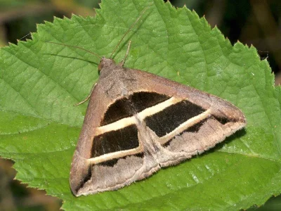 Grammodes bifasciata