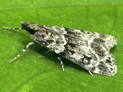 Eudonia mercurella