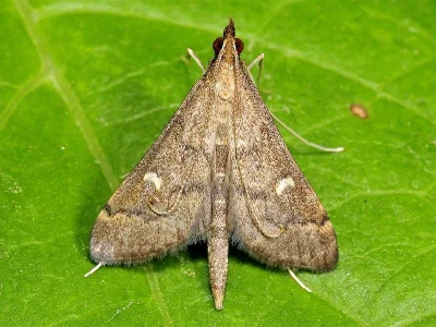 Dolicharthria punctalis