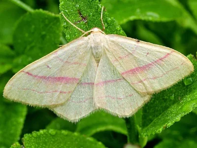 Rhodostrophia vibicaria
