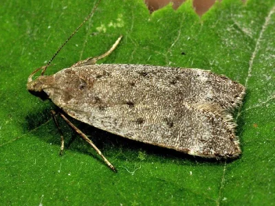 Bryotropha senectella