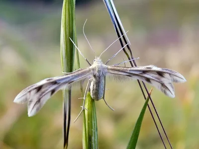 Wheeleria spilodactylus