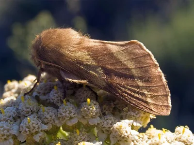 Malacosoma (Clisiocampa) castrensis