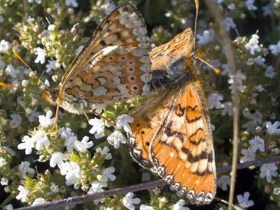 Euphydryas (Eurodryas) aurinia