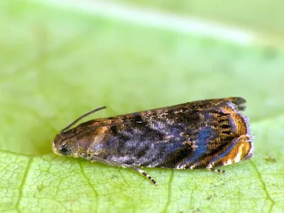 Grapholita (Aspila) janthinana