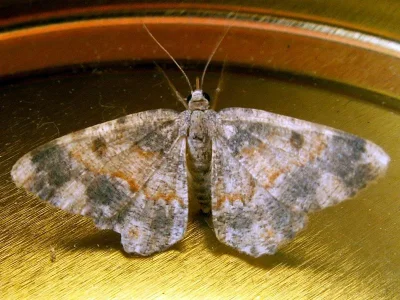 Charissa (Euchrognophos) dubitaria