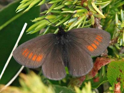 Erebia claudina