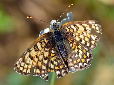 Melitaea ornata
