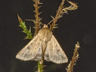 Helicoverpa armigera