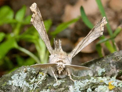 Apochima flabellaria