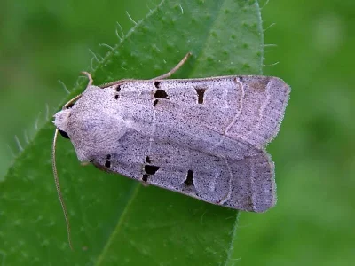 Eugnorisma (Eugnorisma) glareosa