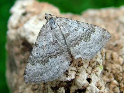 Scotopteryx bipunctaria