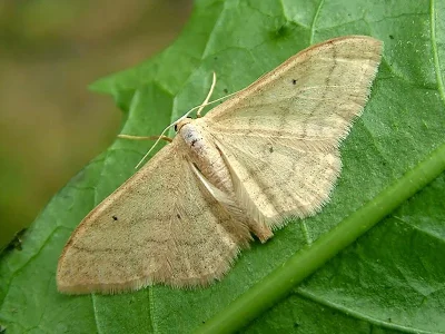 Idaea straminata