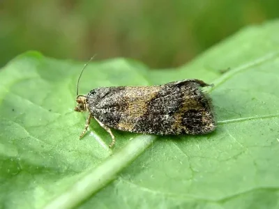 Ptycholomoides aeriferana