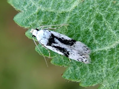 Carpatolechia alburnella