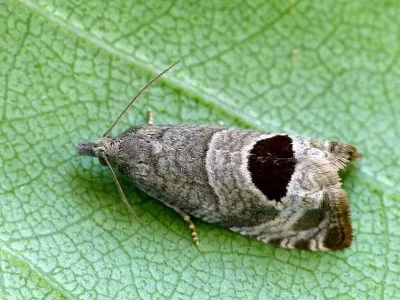 Notocelia uddmanniana