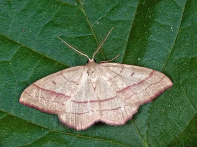 Rhodostrophia vibicaria