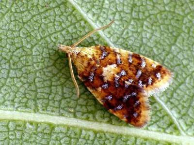 Pseudargyrotoza conwagana