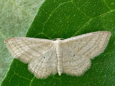 Scopula (Scopula) virgulata