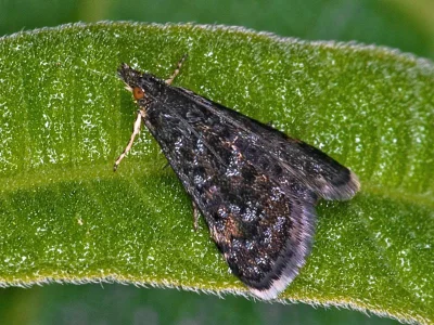 Heliothela wulfeniana