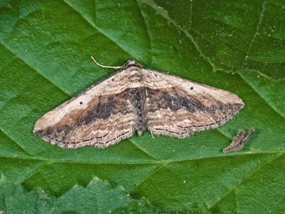 Horisme vitalbata