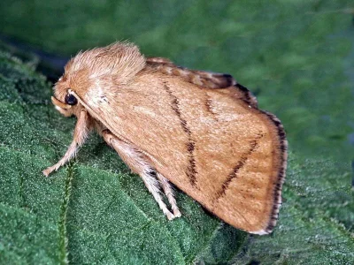 Apoda limacodes
