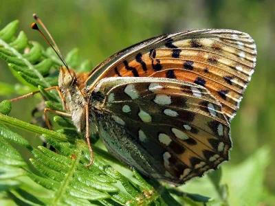Argynnis (Speyeria) aglaja