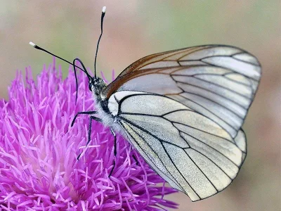 Aporia crataegi